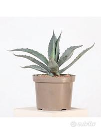 Agave American Blu 