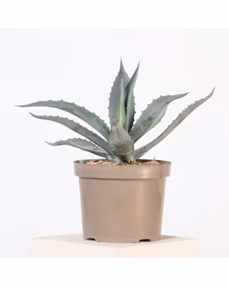 Agave American Blu 