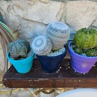 Piante grandi grasse