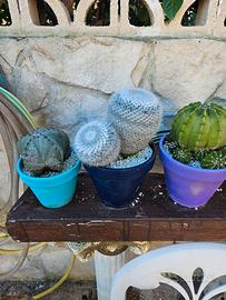 Piante grandi grasse