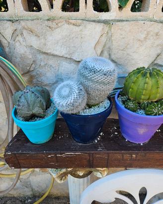 Piante grandi grasse