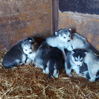 Cuccioli di siberian husky