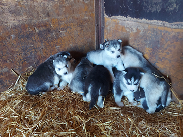 Cuccioli di siberian husky