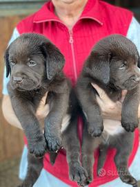 Labrador marroni con pedigree