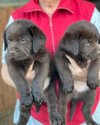 Labrador marroni con pedigree
