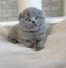 Scottish fold