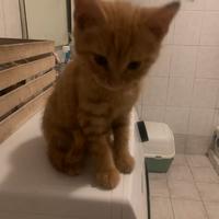 Gattini