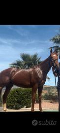 Cavallo 