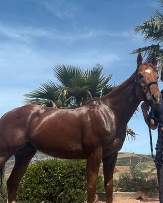 Cavallo 