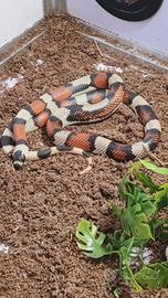 Lampropeltis Triangulum " Falso Corallo"