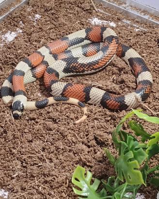 Lampropeltis Triangulum " Falso Corallo"
