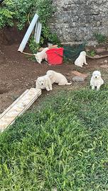 Cuccioli di cane maremmano