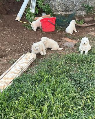 Cuccioli di cane maremmano