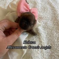 Piccolissimi cuccioli shihtzu