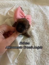 Piccolissimi cuccioli shihtzu