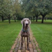 Cucciolo di Weimaraner vaccinato e con Pedigree
