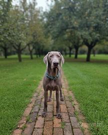 Cucciolo di Weimaraner vaccinato e con Pedigree