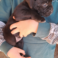 Cuccioli di cane corso