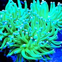 Acquario marino coralli