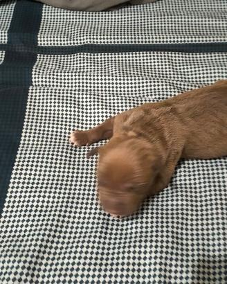 Cuccioli di pitbull rednose