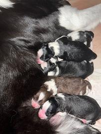 Cuccioli di border collie