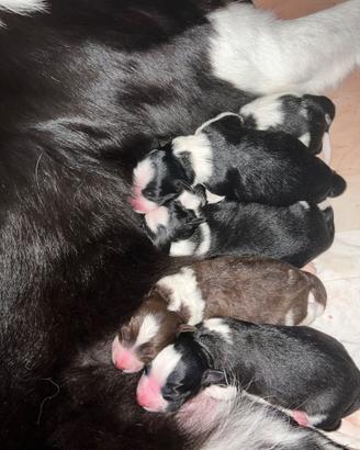 Cuccioli di border collie