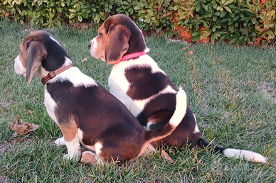Beagle cuccioli con pedigree