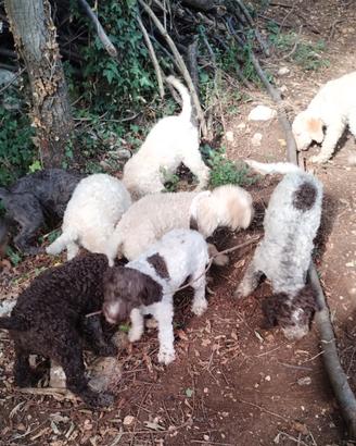 Lagotto romagnolo