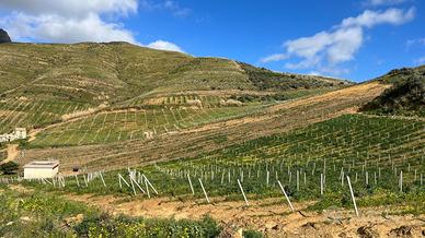 Terreno Agricolo di 6.180 mq ad Alcamo (Contrada S