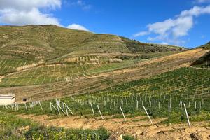 Terreno Agricolo di 6.180 mq ad Alcamo (Contrada S