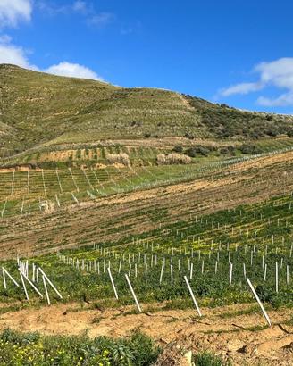 Terreno Agricolo di 6.180 mq ad Alcamo (Contrada S