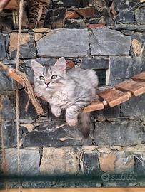 Cucciolo gatto Siberiano pedigree