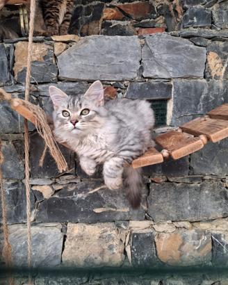 Cucciolo gatto Siberiano pedigree