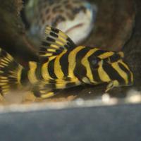 Peckoltia compta l 134 - discus loricaridi