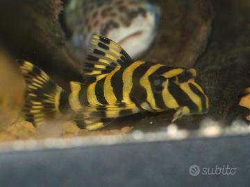Peckoltia compta l 134 - discus loricaridi