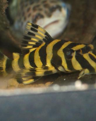 Peckoltia compta l 134 - discus loricaridi
