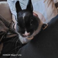 Coniglio nano focato