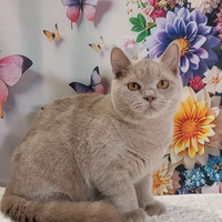British Shorthair maschio