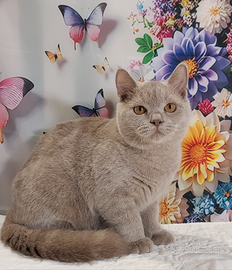 British Shorthair maschio