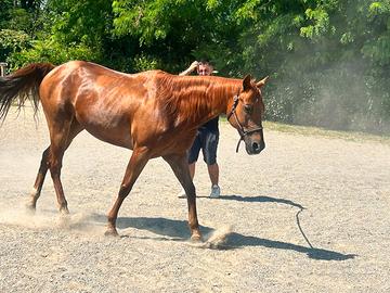 Quarter horse