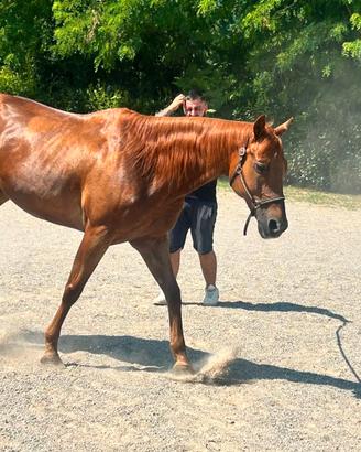 Quarter horse