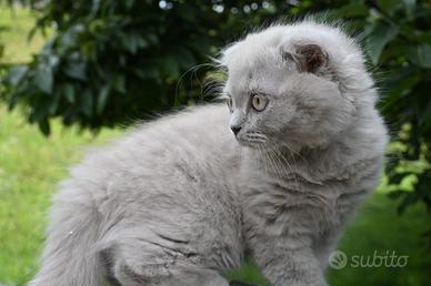 Cuccioli British shorthair con pedigree 