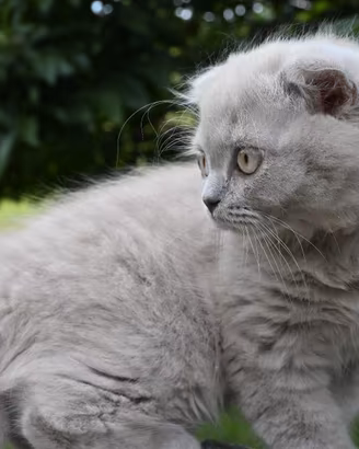 Cuccioli British shorthair con pedigree 