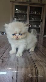 Gatto persiano 2