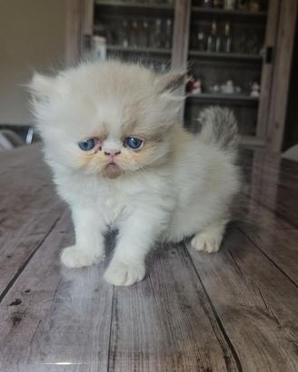 Gatto persiano 2