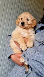 Cuccioli di Golden Retriver di Linea Inglese