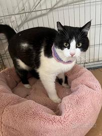 SISSI e MISTY, adozione di coppia