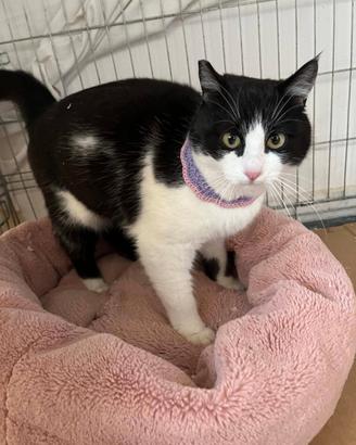 SISSI e MISTY, adozione di coppia