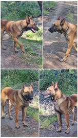 Cuccioli Pastore Belga Malinois a Reggio Calabria
