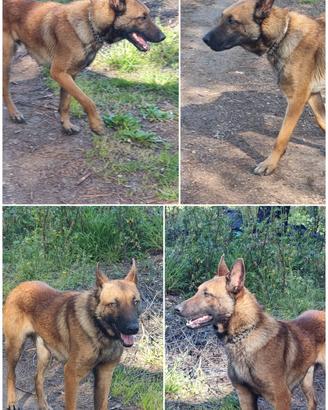 Cuccioli Pastore Belga Malinois a Reggio Calabria